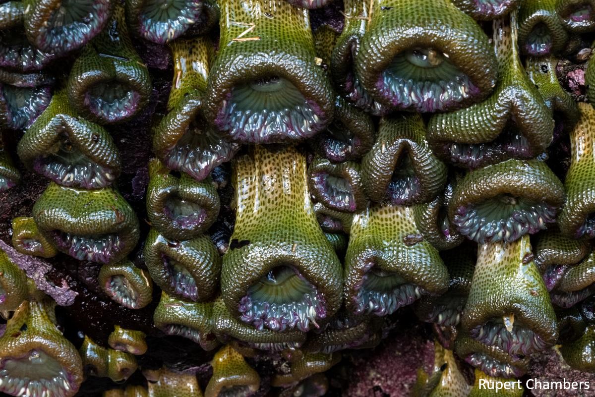 Photo of aggregating anemones with retracted tentacles.